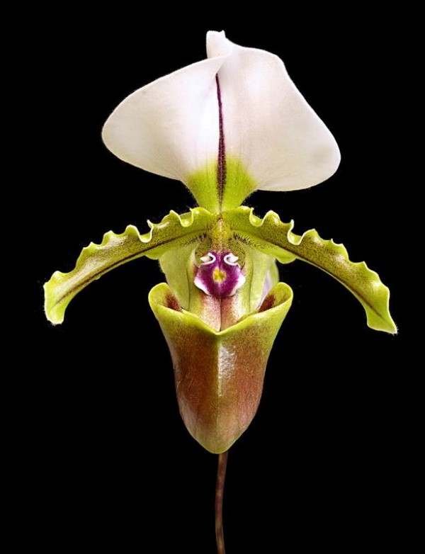 Paph. spicerianum × sib 2.5"