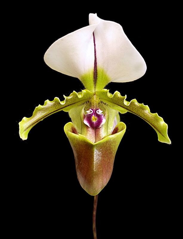 Paph. spicerianum × sib 2.5"