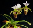 Paph. spicerianum × sib 2.5"