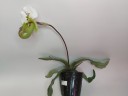 Paph. spicerianum × sib 2.5"