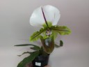 Paph. spicerianum × sib 2.5"