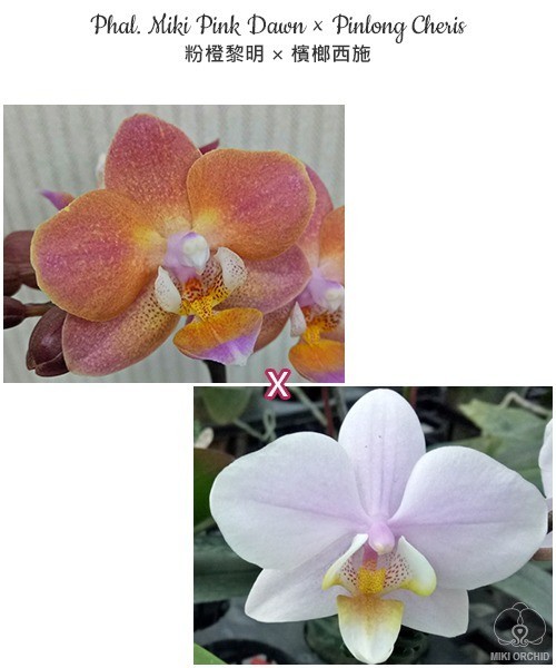 Phal. Miki Pink Dawn × Pinlong Cheris	1.7"