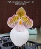 Paph. micranthum var. eburneum × sib 2.5''