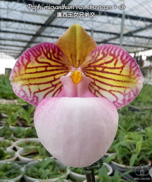 Paph. micranthum var. eburneum × sib 2.5''