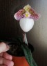 Paph. micranthum var. eburneum × sib 2.5''