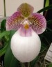 Paph. micranthum var. eburneum × sib 2.5''