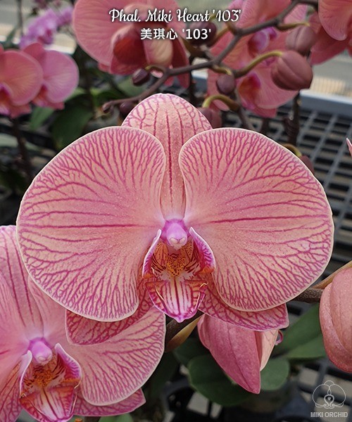 Phal. Miki Heart '103' 2.5"