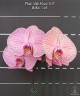 Phal. Miki Heart '103' 2.5"