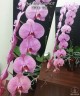 Phal. Miki Heart '103' 2.5"