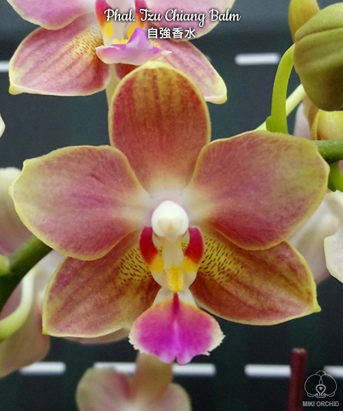 Phal. Tzu Chiang Balm 2.5''