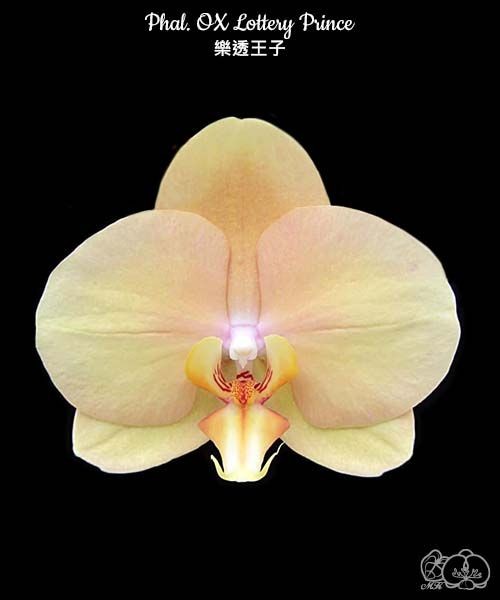 Phal. OX Lottery Prince 2.5"