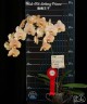 Phal. OX Lottery Prince 2.5"