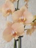 Phal. OX Lottery Prince 2.5"