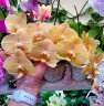 Phal. OX Lottery Prince 2.5"