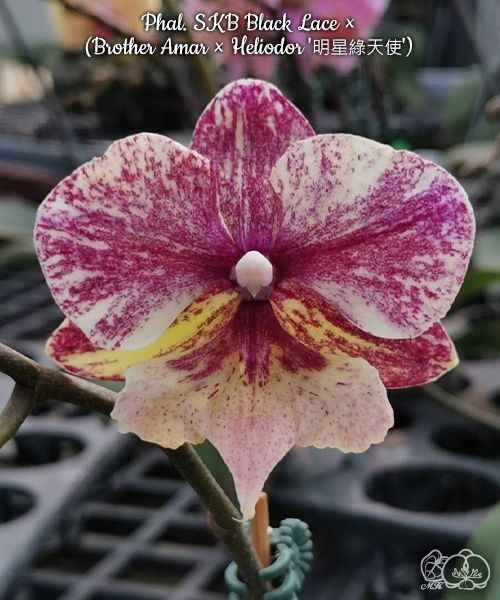 Phal. SKB Black Lace × (Brother Amar × Heliodor) 2.5"