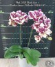 Phal. SKB Black Lace × (Brother Amar × Heliodor) 2.5"