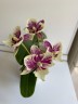 Phal. SKB Black Lace × (Brother Amar × Heliodor) 2.5"