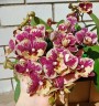 Phal. SKB Black Lace × (Brother Amar × Heliodor) 2.5"