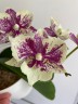 Phal. SKB Black Lace × (Brother Amar × Heliodor) 2.5"