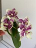 Phal. SKB Black Lace × (Brother Amar × Heliodor) 2.5"