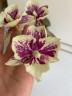 Phal. SKB Black Lace × (Brother Amar × Heliodor) 2.5"