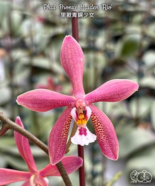 Phal. Bronze Maiden 'Rio' 2.5''