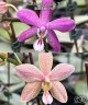 Phal. Bronze Maiden 'Rio' 2.5''