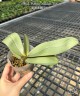 Phal. Bronze Maiden 'Rio' 2.5''