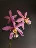 Phal. Bronze Maiden 'Rio' 2.5''