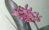 Phal. Bronze Maiden 'Rio' 2.5''
