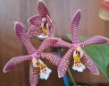 Phal. Bronze Maiden 'Rio' 2.5''