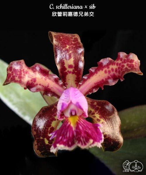 C. schilleriana × sib 2.5''