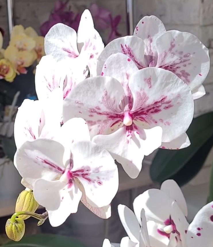 Phal. King Car Ink Painting 2.5''