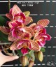 Phal. OX Dazzle '3 lips' 2.5"