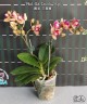 Phal. OX Dazzle '3 lips' 2.5"