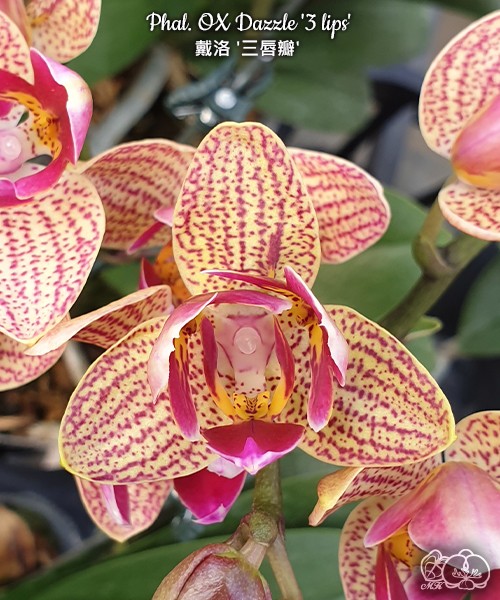 Phal. OX Dazzle '3 lips' 2.5"