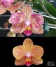 Phal. OX Dazzle '3 lips' 2.5"