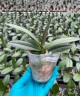 Phal. OX Dazzle '3 lips' 2.5"