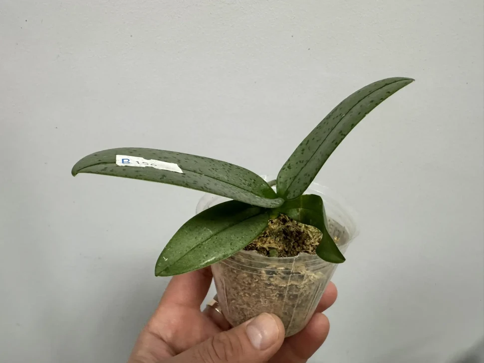 Phal. MIX