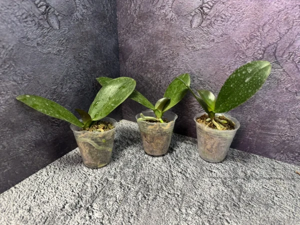 Phal. MIX 2.5