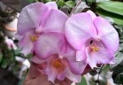 Phal. Fangmei Dream Lip 2.5'' УЦЕНКА