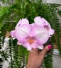 Phal. Fangmei Dream Lip 2.5'' УЦЕНКА