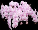 Phal. Fangmei Dream Lip 2.5'' УЦЕНКА