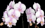 Phal. Fangmei Dream Lip 2.5'' УЦЕНКА