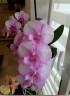 Phal. Fangmei Dream Lip 2.5'' УЦЕНКА