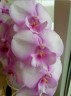 Phal. Fangmei Dream Lip 2.5'' УЦЕНКА