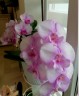 Phal. Fangmei Dream Lip 2.5'' УЦЕНКА