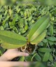 Phal. Fangmei Dream Lip 2.5'' УЦЕНКА