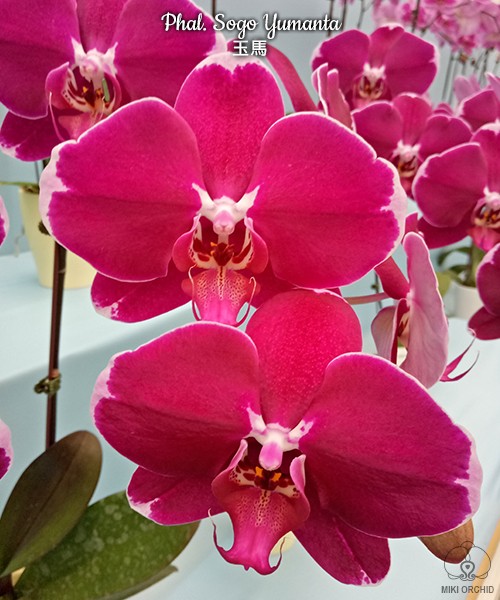 Phal. Sogo Yumanta 2.5"