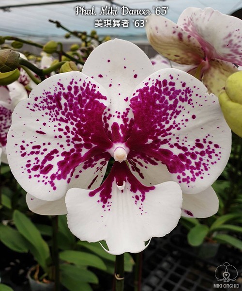 Phal. Miki Dancer '63' 2.5''